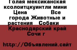 Голая мексиканская ксолоитцкуинтли мини › Цена ­ 20 000 - Все города Животные и растения » Собаки   . Краснодарский край,Сочи г.